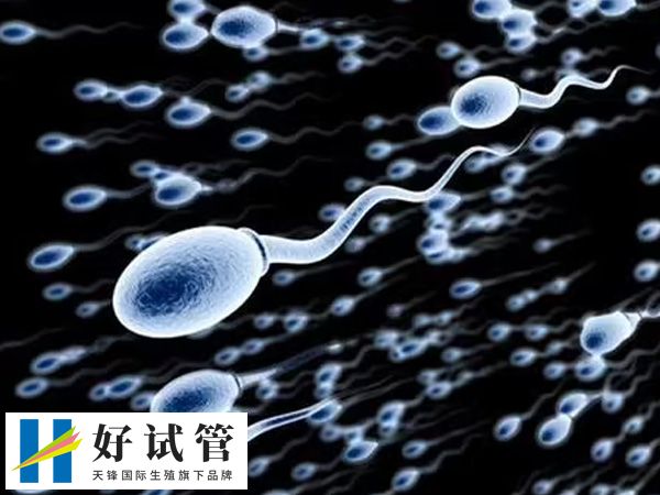男版勃锐精有着提高精子质量与活力的作用